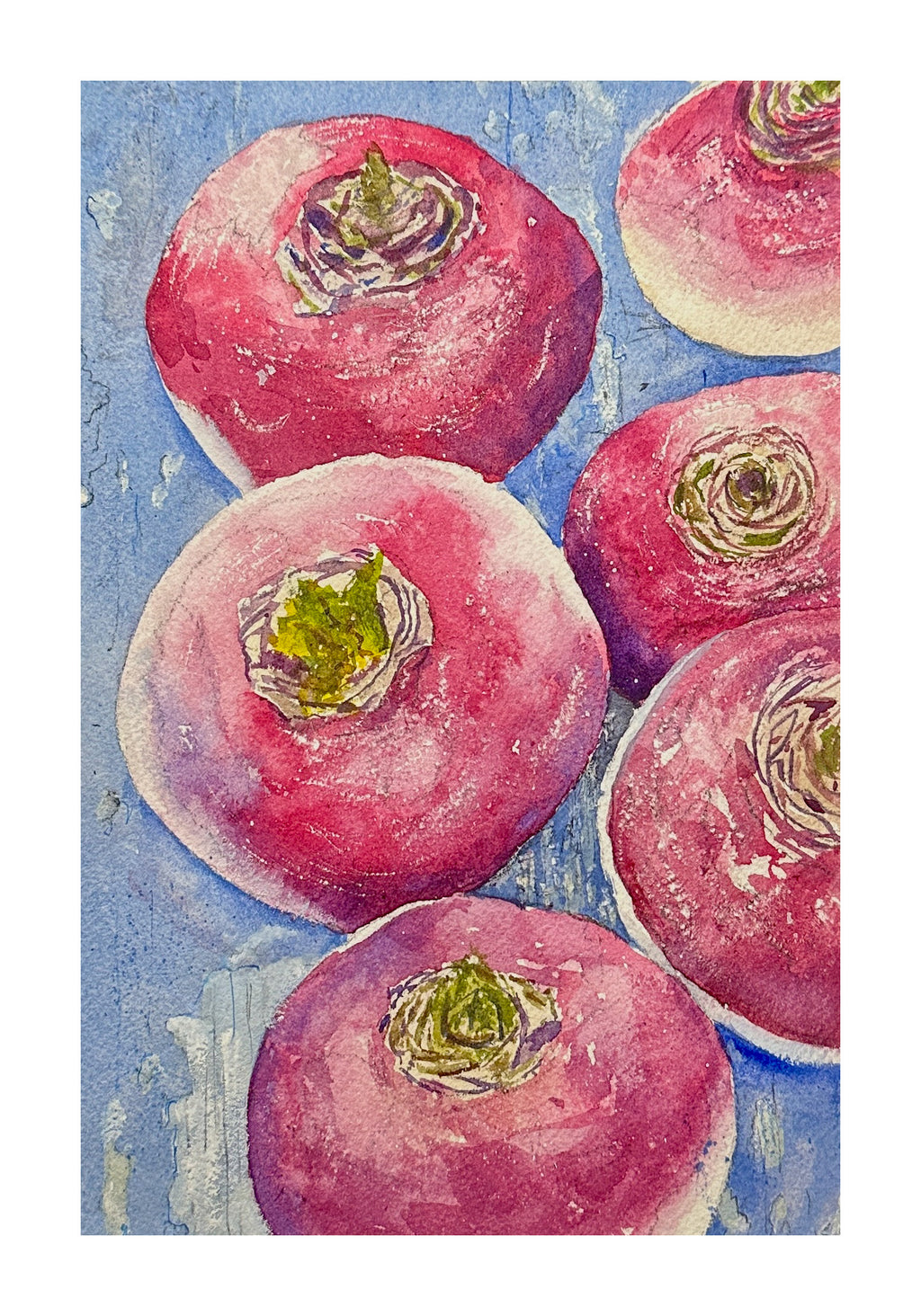 Pink Turnips on Blue Wood - An Original Watercolor Painting